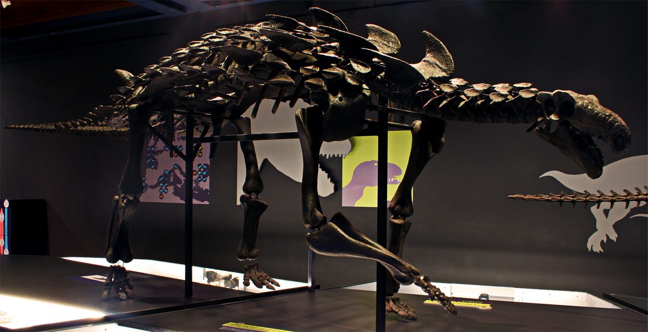 Hungarosaurus csontváz