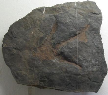 komlosaurus lábnyom